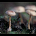181/366: Cool Little Mushrooms