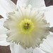 A Host of White Daffodils ?