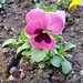 Garten-Stiefmütterchen (Viola wittrockiana)