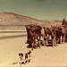 Qashqai nomads, Iran, 1977