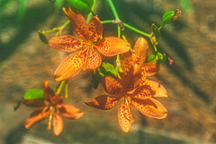 Blackberry Lilies
