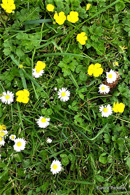 Buttercups And Daisies