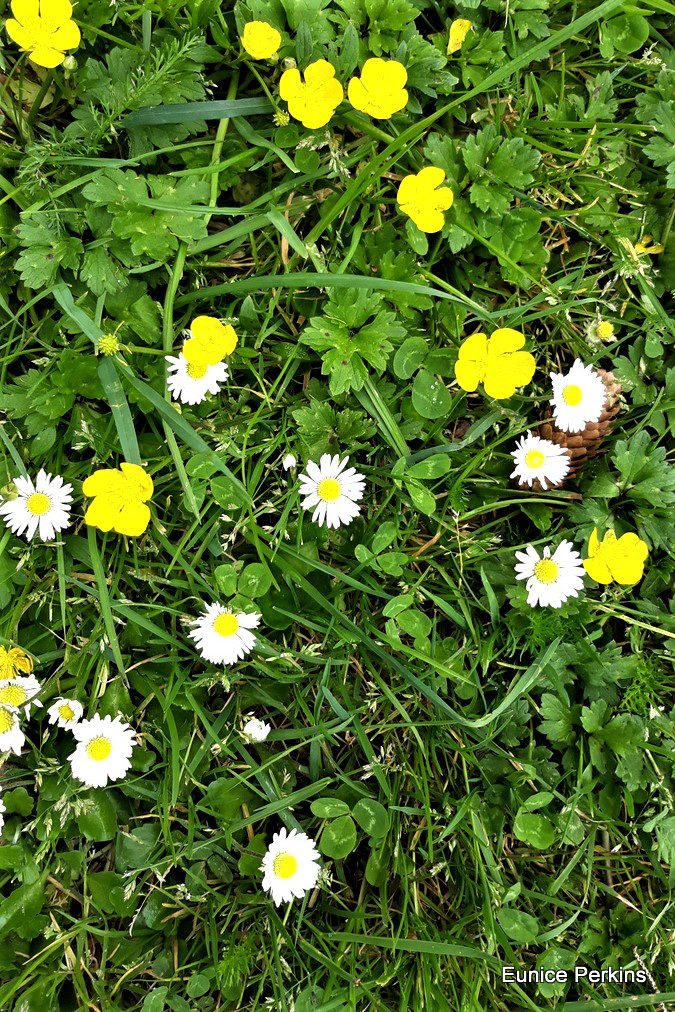 Buttercups And Daisies