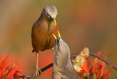 Étourneaux à tête grise (Sturnia malabarica) - Lieu : Parc National Satchari, Bangladesh (Asie du Sud) - Photo : Evanahmed75 (2019) - Creative Commons Attribution - Share Alike 4.0 International.