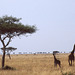 Savanna with Giraffe family