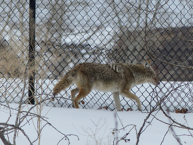 One of two Coyotes