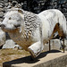 Didyma- Temple of Apollo- Stone Lion