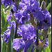 Iris bleu (1)
