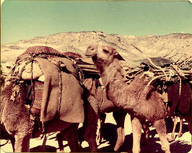 Caravan, Iran, 1977