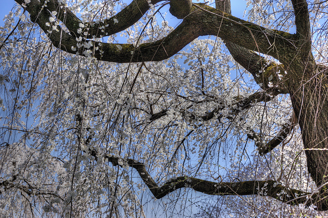 Weeping Cherry Blossoms – United States National Arboretum, Washington, DC
