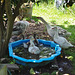 Pilgrim goose family at the pool