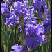 Iris bleu (2)