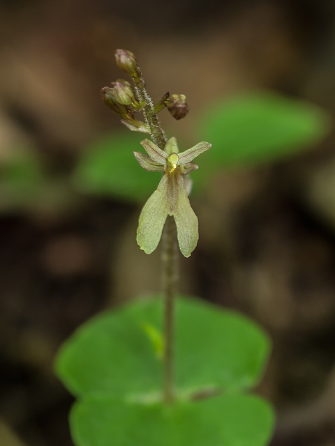 Neottia smallii (Appalachian Twayblade orchid)