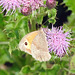 Gatekeeper with underwing 0n show