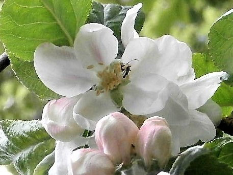 The apple blossom in the driveway