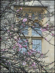 St Mary's blossom in January