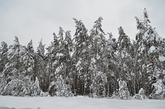 Зимний лес на трассе Киев-Житомир / Winter Forest between Kiev and Zhitomir