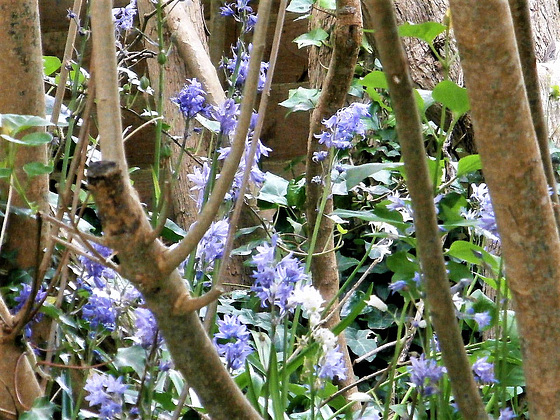 The bluebells are in amongst the lilacs