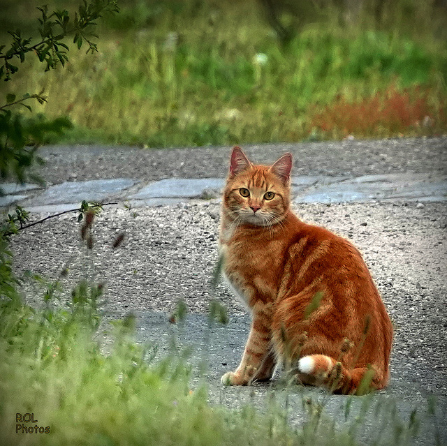 Au détour du chemin, il y avait un petit copain.... rouquin ..!