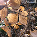 Old leaves