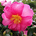 11SH Camellia