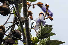 20200517 7521CPw [D~LIP] Blauglockenbaum (Paulownia tomentosa, Syn.: Paulownia imperialis), UWZ, Bad Salzuflen