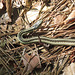 Small garter snake in the forest