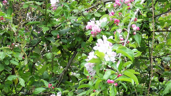 More apple blossom