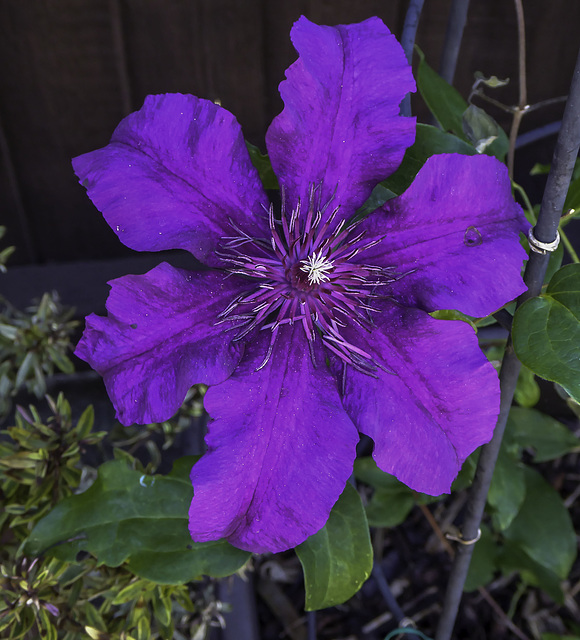 Dark Purple Clematis flower
