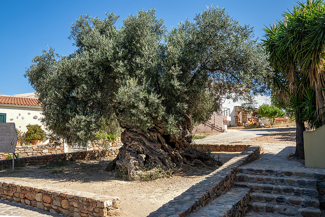 The olive tree of Vouves