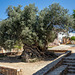 The olive tree of Vouves