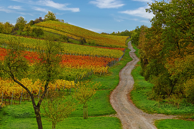 Ein schöner Herbsttag im Weinberg - A beautiful autumn day in the vineyard