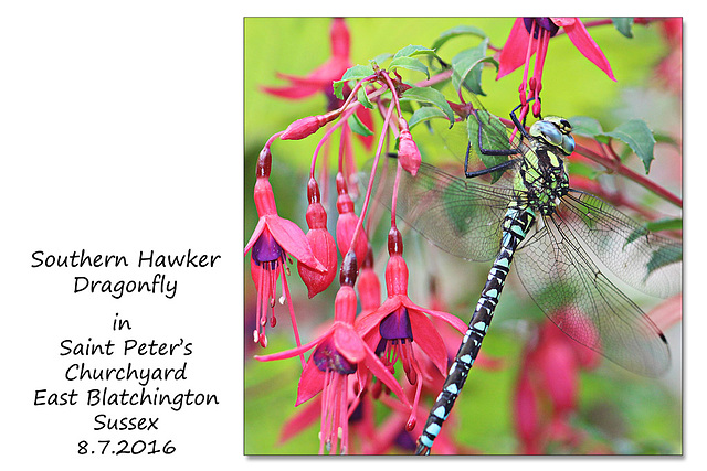 Southern Hawker dragonfly on a fuschia in St Peter's Churchyard - 8.7.2016
