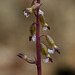 Corallorhiza odontorhiza (Autumn Coral Root orchid)