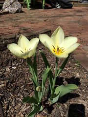 backyard tulips