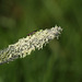 Timothy Grass (Phleum pratense ssp pratense)