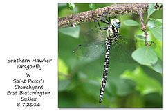 Southern Hawker dragonfly in St Peter's Churchyard - 8.7.2016