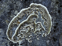 Lichen island ;)