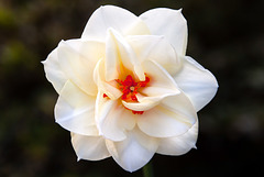 Narcissus Acropolis Daffodil