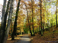 Walking path in Autumn