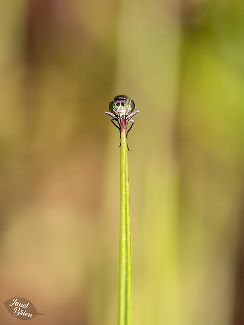 Itty Bitty Green-Eyed Fly on a Tiny Blade of Grass