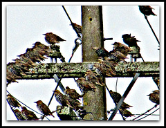 Starling Convention.