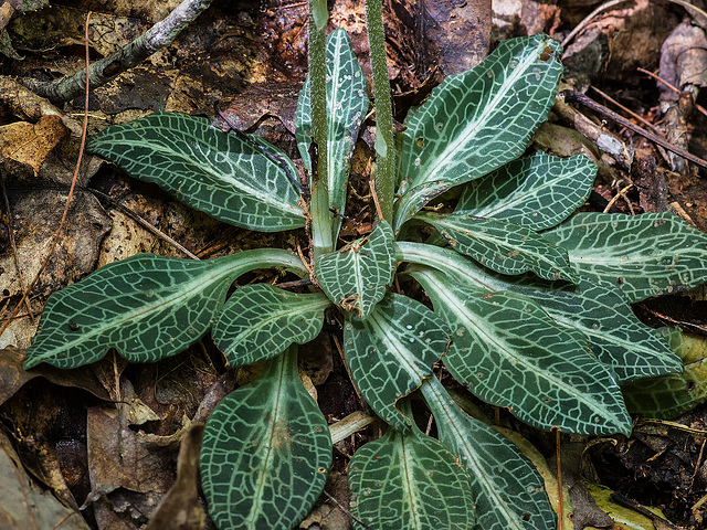 Goodyera pubescens (Downy Rattlesnake Plantain orchid) leaf rosette