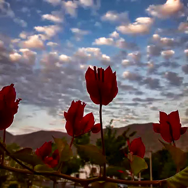 Red flowers, blue sky