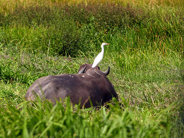 Cattle Egret on Water Buffalo, Nariva Swamp afternoon, Trinidad