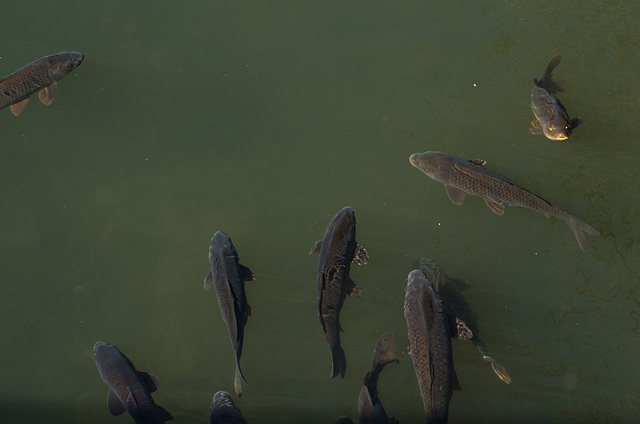 Carps in the channel