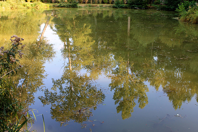 Le petit étang et ses reflets