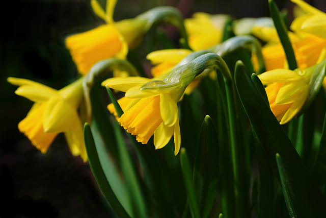 Der kalendarische Frühling 2021 beginnt am 20. März - The spring equinox starts 2021 on 20 March!