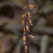 Corallorhiza odontorhiza (Autumn Coral Root orchid)