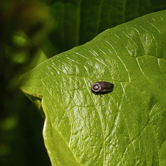 Day 12, male Firefly, probably in genus Photinus, Cap Tourmente